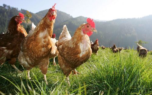 Scharrelkippen op een boerderij in het Oostenrijkse Glein. Vanaf zaterdag wordt ook in Oostenrijk een ophokplicht van kracht voor al het pluimvee. Dat maakte minister Rauchâ€“Kallat van Volksgezondheid donderdag bekend. Foto EPA