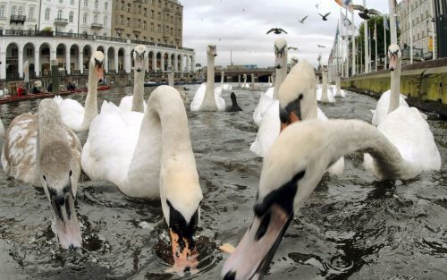 HAMBURG â€“ Zwanen proberen wat voedsel te vinden in de Alster, die door Hamburg stroomt. Ongeveer 120 zwanen zullen de komende dagen naar het MÃ¼hlenteichmeer worden gebracht om te overwinteren. Dat is vervroegd in verband met de opmars van de vogelgriep