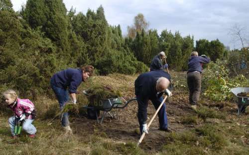 MEPPEN - In de omgeving van Meppen (Drenthe) wordt de bovenlaag van de bodem weggestoken ten behoeve van de groeimogelijkheden van de jeneverbes. Landschapsbeheer Nederland organiseerde zaterdag voor de vijfde keer samen met andere natuurorganisaties de n