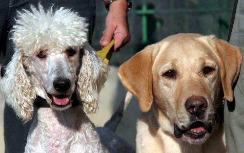 Een IsraÃ«liÃ«r is erin geslaagd ”labradoedels” te fokken. Foto: de trotse poedelmoeder en de labradorvader. De puppy’s moeten gaan functioneren als blindegeleidehond. Ze hebben de plezierige eigenschap dat ze geen haren verliezen. De hondjes kosten zo’n 