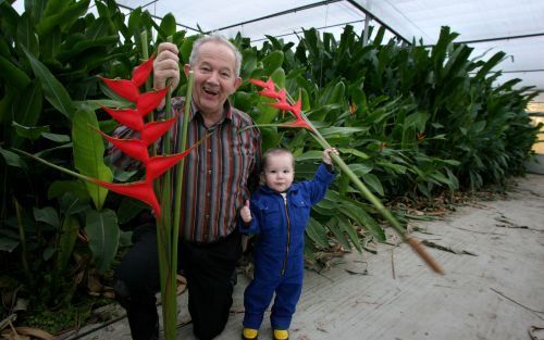 LUTTELGEEST â€“ De teelt van Strelitzia’s en Heliconia’s is voor Nederland redelijk uniek, slechts weinig kwekers beginnen eraan. Voor tuinder M. J. A. Alblas, hier met de gelijknamige kleinzoon, is het z’n lust en z’n leven. „Nederland levert topkwalitei