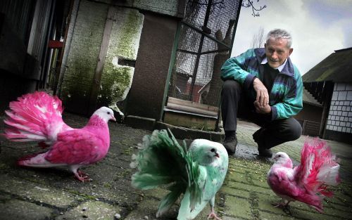 DOETINCHEM â€“ De duiven van boer Keurentjes uit Doetinchem staan er gekleurd op. De boer kwam eerder dit jaar in het nieuws nadat hij zijn sierduiven een verfje had gegeven. Dankzij de felle kleuren worden de dieren niet langer lastiggevallen door roofvo