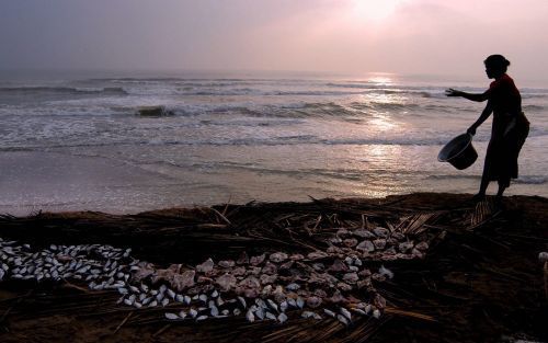 DEVANAMPATTINAM â€“ Een Indiase vissersvrouw maakt de vangst schoon op het strand van Devanampattinam, een dorpje aan de zuidkust. Terwijl in de Thaise toeristenoorden grote herdenkingsplechtigheden worden gehouden voor de tsunami die AziÃ« op tweede kers