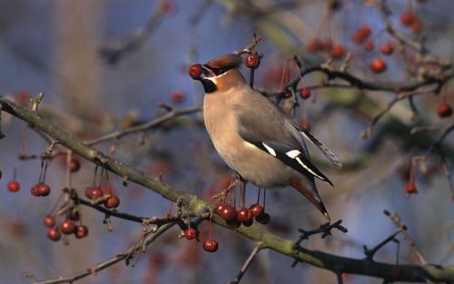 ZEIST â€“ De pestvogel â€“normaal in Nederland een zeldzame verschijningâ€“ strijkt dezer dagen in groten getale in parken en tuinen neer. Foto ANP