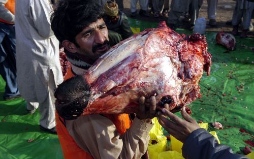 BAGH â€“ Een Pakistaanse overlevende van de aardbeving van oktober neemt tijdens het islamitische offerfeest de kop van een stier in ontvangst. Foto Kjeld Duits