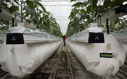 BERKEL EN RODENRIJS â€“ Luchtslurven transporteren warme lucht door de tomatenkas van Theo Ammerlaan in Berkel en Rodenrijs. De kas slaat de overtollige warmte van de zomer op om die ’s winters te gebruiken. Foto ANP