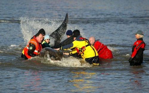 LONDEN - Reddingswerkers proberen de walvis op een ponton te krijgen. Foto EPA