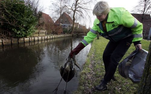 WARDER - Saskia Langereis van dierenambulance Purmerend haalde zaterdag een dode reiger uit de sloot. De medewerkers van de dierenambulance worden veelvuldig gebeld door mensen die de dode vogels niet meer zelf durven op te ruimen. Foto: ANP