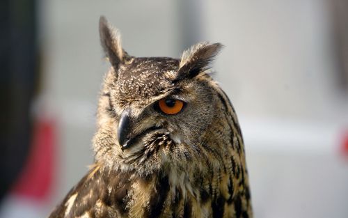 Een jonge oehoe. Foto RD, Henk Visscher