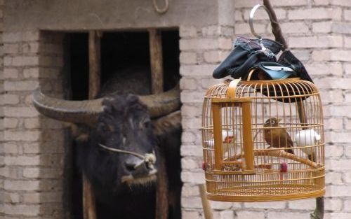 XIJANG â€“ Een waterbuffel kijkt vanuit zijn hok naar een paar vogeltjes, die ook achter de tralies zitten. Op het platteland van China wonen mensen en dieren in elkaars nabijheid, wat een verklaring vormt voor het gegeven dat veel epidemieÃ«n uit dat lan