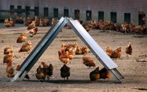 „Vaccineren tegen vogelgriep is meer dan alleen een technische mogelijk heid.” Foto ANP