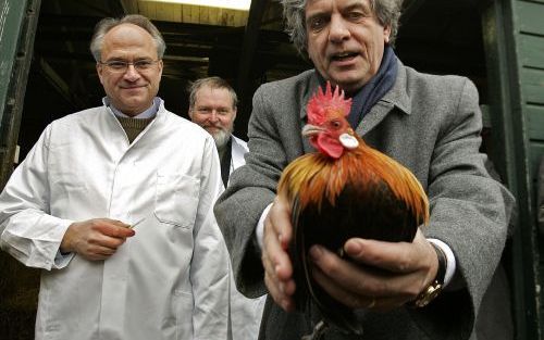 Artsen op de boerderij van minister Veerman van Landbouw gaven de opgehokte barnevelders en krielkippen een spuitje met vaccin. Foto’s ANP.