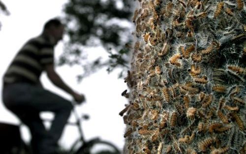 ARNHEM â€“ Een van de mogelijkheden om de overlast van eikenprocessierupsen te beperken, is de diertjes weg te zuigen met een grote stofzuiger. De brandhaartjes van de rups kunnen voor veel irritatie zorgen. Dinsdag vroegen deskundigen in Arnhem aandacht 