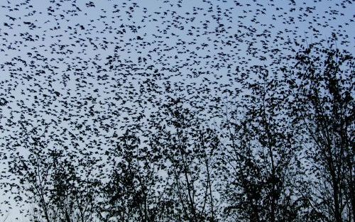 LEMMER â€“ Honderdduizenden spreeuwen verzamelen zich dezer dagen op diverse plekken in Nederland om terug te vliegen naar het hoge noorden. De groepen bestaan uit tienduizenden vogels die hier hebben overwinterd. Een van de plaatsen waar de vogels elkaar