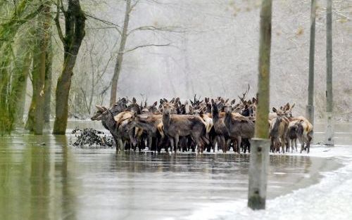 GEMENC â€“ Een roedel edelherten stond dinsdag met de poten in het water dat vanuit de Donau in hun leefgebied is gestroomd. In heel Midden-Europa is nog steeds sprake van grote wateroverlast. Foto EPA.