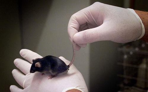 „Veel onderzoeken, die tijd, geld en dieren hebben gekost, waren niet nodig gebleken als de informatie over de voedingssamenstelling correct en volledig was geweest.” Foto ANP