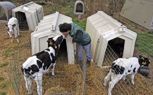 WILNIS â€“ De kalveren van agrariÃ«r Joost Samsom uit Wilnis mogen binnenkort weer de wei in. De boer kocht bewust een stuk land met een natuurbestemming. „Boeren zijn de beste natuurbeheerders.”