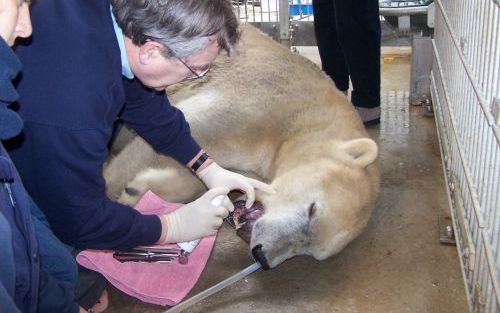 MIERLO - IJsberin Wash, woonachtig in Dierenrijk Europa in Mierlo, is vrijdagochtend bezocht door de tandarts. Een ontstoken hoektand bij het dier leidde tot een flinke ontsteking van de kaak. Foto ANP