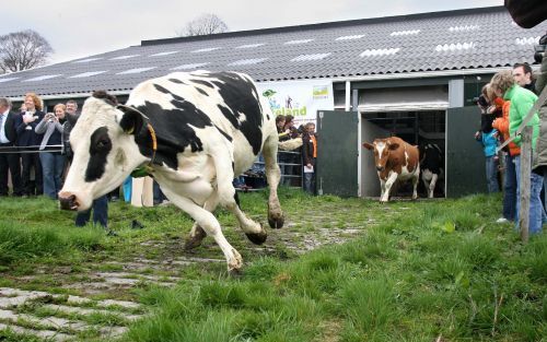 DE BILT â€“ Stichting Vrienden van het Platteland opende donderdag bij boer Henk Wismeijer in De Bilt officieel het weideseizoen. Via www.kiesjekoe.nl kon publiek raden welke koe als eerste de stal uit zou rennen. Berthe, Michelle, Ebeltje? Het werd Marsh