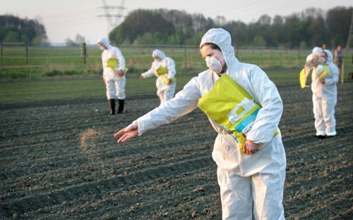 LELYSTAD â€“ Greenpeace heeft een nieuwe actievorm gevonden tegen de teelt van genetisch gemanipuleerde mais. Zes actievoerders zaaiden woensdag spinaziezaad in een proefveld in Lelystad. Wageningen Universiteit en Researchcentrum (WUR) wil dat Greenpeace