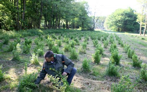 DRONTEN â€“ Projectleider Van Os van Staatsbosbeheer tussen jonge kruisbessen (Ribes uva crispa). In de genenbank ”Bronnen voor nieuwe natuur” in na tuurgebied Roggebotzand staan bijna 60 van de 114 soorten inheemse bomen en struiken die nog maar in krap 