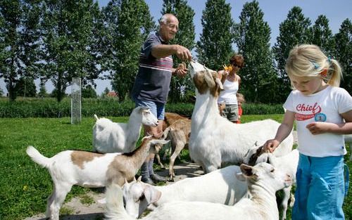 WERKENDAM â€“ Beheerder Coen Noorloos en een jeugdige bezoeker tussen de geiten op de kinderboerderij in Werkendam. „We moeten voorkomen dat kinderen niet meer weten waar de melk vandaan komt.” Foto Dirk Hol