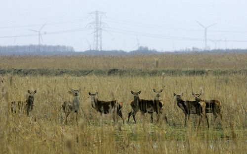 DEN HAAG â€“ Herten in de Oostvaardersplassen. Een internationaal comitÃ© van deskundigen stelt voor om dieren in het natuurgebied niet bij te voeren. Foto ANP