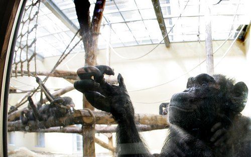 HILVARENBEEK â€“ Een chimpansee achter heet glas in Safaripark Beekse Bergen in Hilvarenbeek. Dinsdag opende demissionair minister Van der Hoeven het nieuwe apenverblijf. Foto ANP