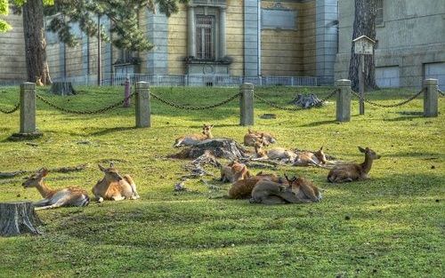 NARA â€“ Hoewel het Japanse Nara Park tot in de drukke stad reikt, heeft het een fantastische fauna met herten, everzwijnen, eekhoorns, slangen, fazanten en vogels. Foto Kjeld Duits