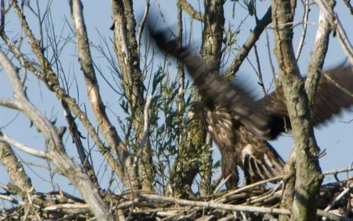 UTRECHT â€“ De zeearend die begin mei in de Oostvaardersplassen werd geboren, heeft zijn eerste vlucht gemaakt. Het dier is inmiddels bijna net zo groot als een volwassen zeearend. Foto ANP