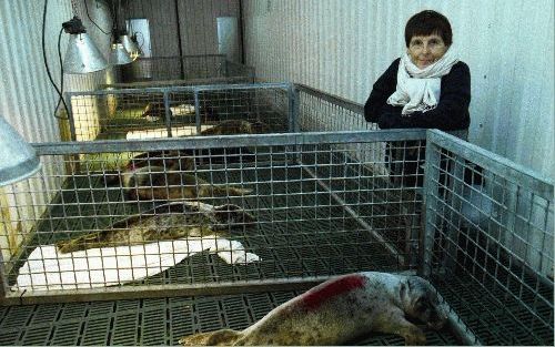 PIETERBUREN - Lenie ’t Hart van de zeehondencrÃ¨che in Pieterburen: „Ik hoop dat het virus de zeehonden in de Waddenzee niet treft. Gebeurt het wel, dan staan tal van vrijwilligers en specialisten klaar.” - Foto FerdinandvanderDuin