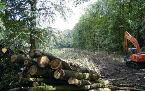 NEDERHEMERT â€“ Gekapte bomen en een graafmachine markeren de plek bij het kasteel Nederhemert waar tachtig populieren zijn gesneuveld. Bewoners van het eiland Nederhemert Zuid zijn woedend. „Het hele eiland is in opstand.” Foto Dirk Brugmans