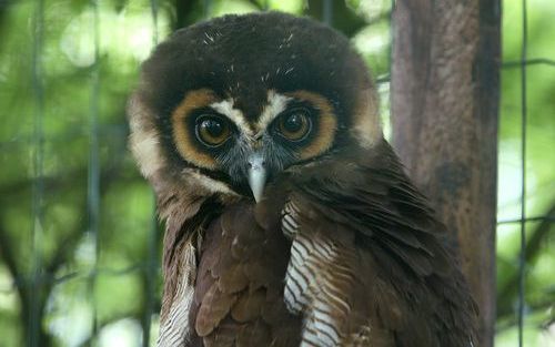 WAPSE â€“ Jonge roofvogels worden veelvuldig uit nesten geroofd. In Nederland bestaat volgens vogelliefhebbers een levendige handel in roofvogels. Over de omvang daarvan durven de Werkgroep Roofvogels Nederland en de AID echter geen uitspraken te doen. Fo