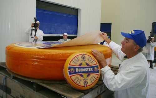 WINKEL â€“ Piet Klaver van de gelijknamige kaasfabriek uit het Noord Hollandse Winkel controleert vol spanning de zojuist omgekeerde megakaas van 600 kilo. „Ik had er slapeloze nachten van. Als de kaas nu scheurde, was alle moeite voor niets.” Foto Albert