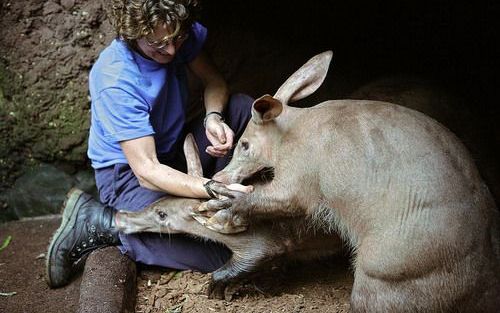 ARNHEM â€“ Voor de dierenverzorgers in Burgers’ Zoo is het dagelijks Dierendag. Annemarie Bisselink koestert de aardvarkens.