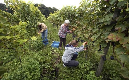 MAASTRICHT â€“ Ondanks de extreme weersomstandigheden van afgelopen zomer verwachten Nederlandse wijnboeren dat 2006 een goed wijnjaar wordt. Het uitzonderlijk zachte septemberweer zorgt voor een oogst van goede tot uitstekende kwaliteit, aldus de wijngaa