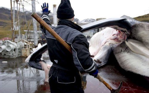 WALFISFJORD â€“ IJsland hervatte deze week de commerciÃ«le walvisvaart. Nederland neemt het initiatief tot een diplomatiek offensief en roept het land op direct te stoppen met de jacht en zich weer aan internationale afspraken te houden. Foto’s EPA