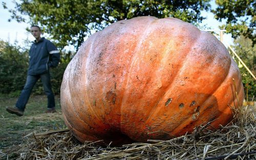 ASTEN â€“ Pompoenen doen het niet alleen goed bij mensen die biologisch eten. „Het lijkt bijna een wetmatigheid dat iets wat in de natuurwinkel goed verkoopt, in de supermarkten ook aanslaat. Dat hebben we eerder gezien met de geitenkaas”, zegt een woordv