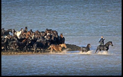 De paarden lopen van de dobbe, waarop ze enkele dagen hebben gestaan, af. Foto RD, Henk Visscher