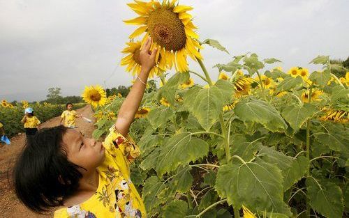 THAILAND – Het 7-jarige Thaise meisje May nam maandag deel aan een schoolreisje naar de zonnebloemvelden in de omgeving van haar woonplaats Ban Gerda (Gerdadorp), zo’n 140 kilometer ten noorden van de Thaise hoofdstad Bangkok. Het dorp is opgezet door de 