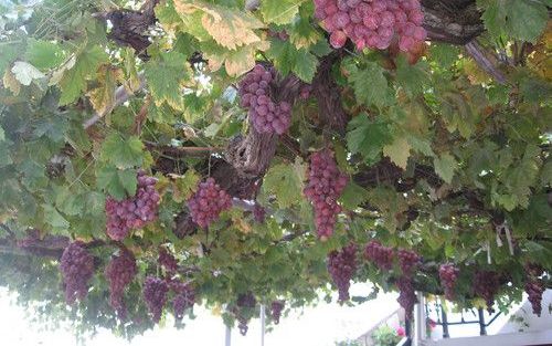 ERIMI – Op het eiland Cyprus worden per vierkante meter grond meer druiven verbouwd dan waar ook ter wereld. Acht op de tien Cyprioten drinken bijna iedere dag wijn. Veel eilandbewoners telen druiven voor eigen gebruik. Foto: RD