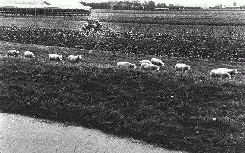 DEN HAAG - Het aantal agrarische bedrijven zal de komende jaren, mede door de beperkte beschikbaarheid van grond, verder teruglopen. Van de ongeveer 90.000 land- en tuinbouwbedrijven blijven er op termijn misschien 30.000 tot 40.000 over. - Foto RD, Henk 