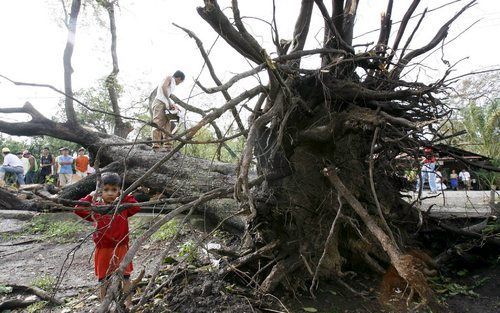 MANILA - Een ontwortelde boom door tyfoon Durian bij Manila. Zeker 146 mensen zijn omgekomen. Foto EPA