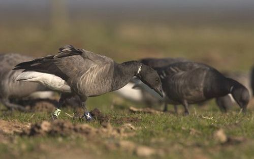 LEEUWARDEN – Een grazende geringde rotgans tijdens zijn overwintering. Sinds vrijdag kan de code van het dier per sms worden verstuurd naar Goosetrack. Gebruikers ontvangen dan de persoonlijke geschiedenis van het dier per kerende post. Foto harveyvandiek