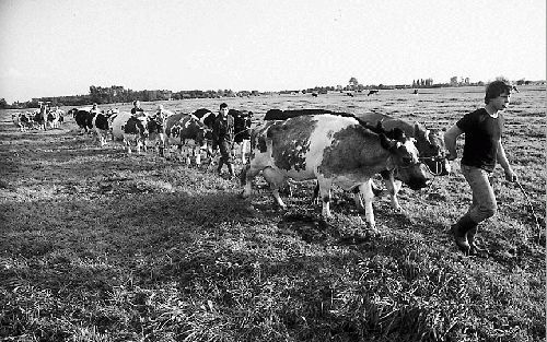 „Nederland heeft alle reden om zuinig te zijn op land- en tuinbouw: ons land was de afgelopen jaren de grootste netto-exporteur van agrarische producten ter wereld.” - Foto RD