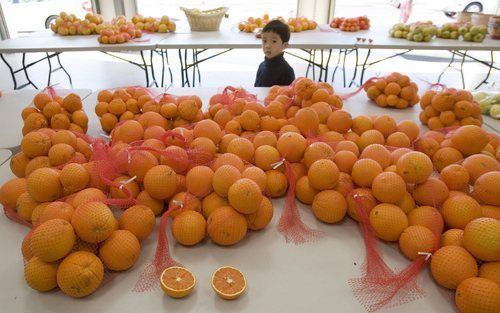 NEW YORK – Zwaar winterweer in het zuiden van de VS tast de productie van fruit in Californië aan. De prijzen voor citrusvruchten schieten omhoog: voor navelsinaasappelen werd dinsdag al twee of drie keer zo veel betaald als normaal. Californië geldt als 