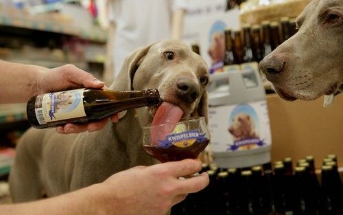 ZELHEM – De honden van Berendsen slobberen van het Kwispelbier. Het speciale bier voor honden –een Nederlandse primeur– is donderdag gepresenteerd. - Foto Vidi Photo