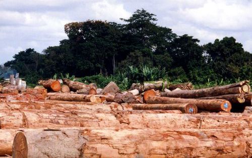 YAOUNDE – Kameroen wil de productie van palmolie fors verhogen. De groeiende plantages gaan echter ten koste van het bosbestand, wat leidt tot conflicten met de oorspronkelijke bewoners. „In naam van onze voorouders moeten we een einde maken aan de vernie