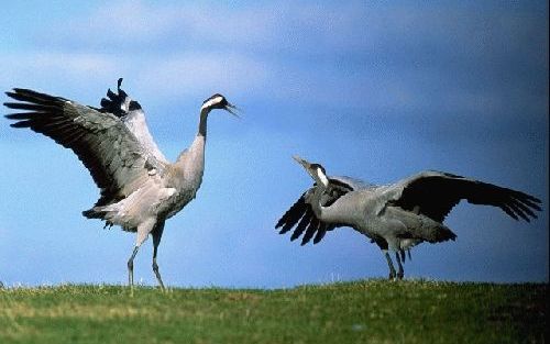 FOCHTELOERVEEN - Voor het tweede achtereenvolgende jaar broeden kraanvogels in het FochteloÃ«rveen, op de grens van Friesland en Drenthe. Volgens beheerder Natuurmonumenten is dat succes regelrecht toe te schrijven aan het creÃ«ren van grote, aaneengeslot