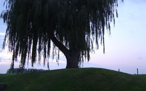 SPRANG CAPELLE – Bij het monument voor de omgekomen geallieerde militairen in de slag om het Capelse veer staat, als enige getuige, een grote wilg. De boom is de laatste van een groepje wilgen die een markeringspunt vormden in de strijd en werd daardoor e